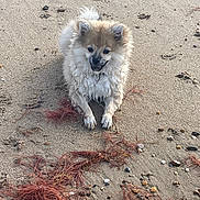 Baïko a rejoint le concours — aidez-le/la à gagner de superbes lots ! puppy, dog, fluffy, small_dog, beach, sand, shoreline, seaweed, pebbles, rocks, outdoor, sitting, front_view, fur, white_fur, brown_fur, cute, animal, coastal, portrait