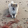 puppy, dog, fluffy, small_dog, beach, sand, shoreline, seaweed, pebbles, rocks, outdoor, sitting, front_view, fur, white_fur, brown_fur, cute, animal, coastal, portrait