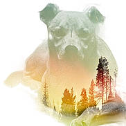 Tucker is registered to the contest to win money with this photo: animal, artistic, blurred, calm, canine, composite_image, dog, double_exposure, forest, landscape, mystical, nature, outdoor, pastel_colors, peaceful, relaxing, scenery, trees, wild, wildlife