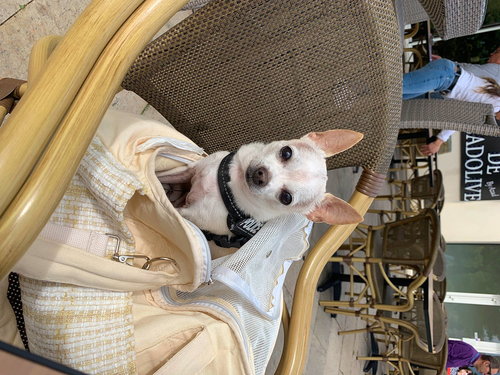 Youyou a rejoint le concours — aidez-le/la à gagner de superbes lots ! animal_shelter, bag, basket, canidae, carnivore, comfort, companion_dog, couch, dog, dog_breed, dog_supply, fashion_accessory, fawn, fur, pet_supply, sporting_group, stuffed_toy, toy, toy_dog, working_animal