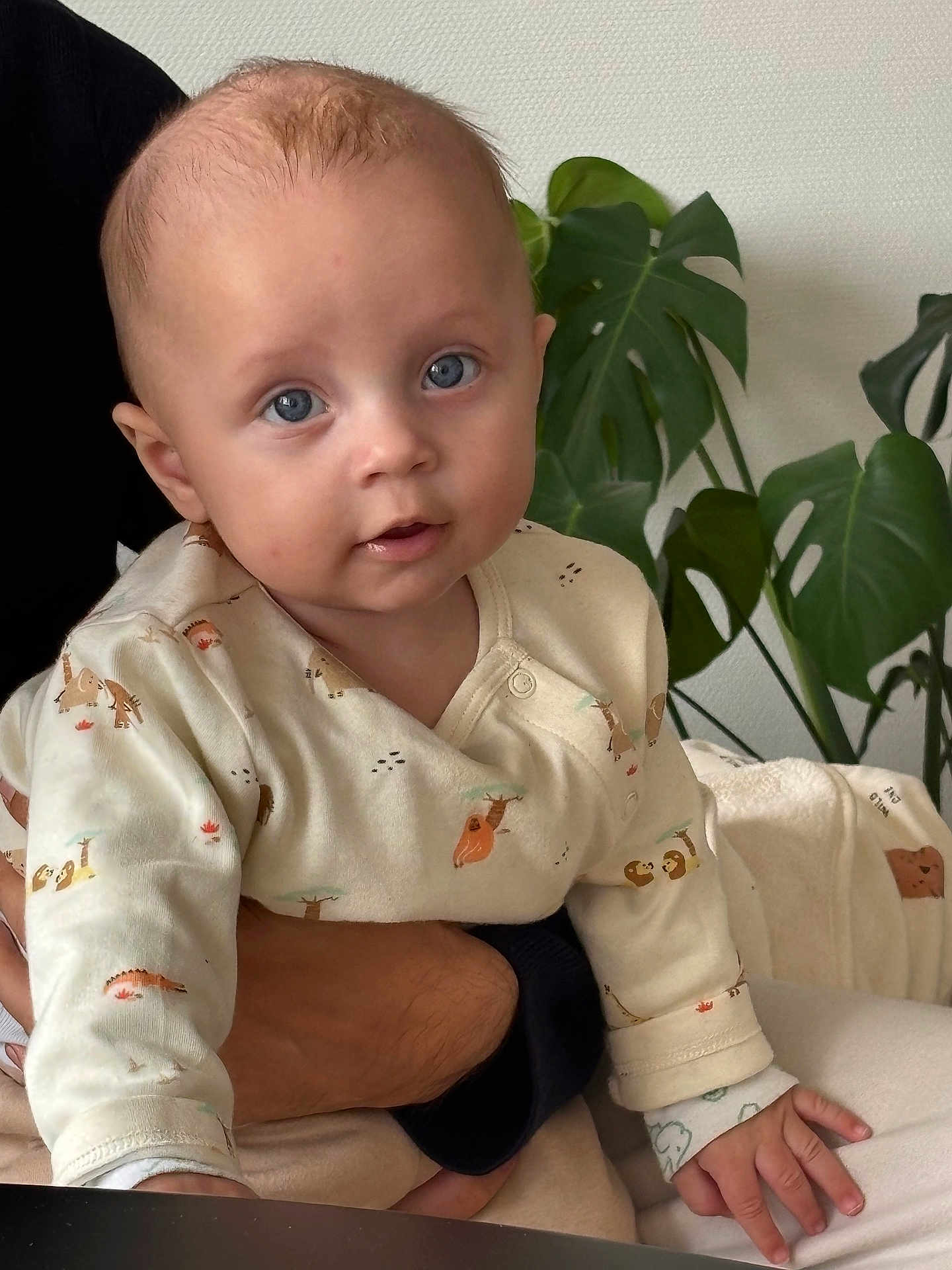 Gaspard a rejoint le concours — aidez-le/la à gagner de superbes lots ! baby, child, blue_eyes, onesie, animal_print, hand, adult, plant, green_leaves, indoor, curious, portrait, cute, infant, sitting, person, skin, long_sleeve, face, young