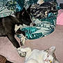 Shere Khan a rejoint le concours — aidez-le/la à gagner de superbes lots ! dog, cat, pets, indoor, lying_down, paws, blanket, pillows, patterned, animal, furry, resting, companionship, closeup, flash, bedroom, cute, domestic, household, relaxed