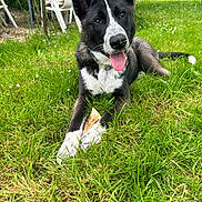 Shere Khan participe au concours pour gagner de l'argent avec cette photo : dog, grass, outdoor, tongue_out, black_and_white, pet, happy, lawn, plastic_chair, person, garden, leafy_background, animal, summer, playful, canine, collar, chewing, relaxed, daylight