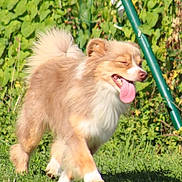 Ruby a rejoint le concours — aidez-le/la à gagner de superbes lots ! dog, puppy, fluffy, small_dog, long_hair, tan_fur, white_fur, tongue_out, happy, playful, running, standing, outdoor, garden, grass, greenery, sunlight, animal_portrait, pet, photograph