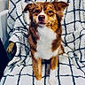 Ruby participe au concours pour gagner de l'argent avec cette photo : dog, puppy, brown_and_white, fluffy, sitting, portrait, pet, animal, party_hat, celebration, blanket, checkered_pattern, indoor, chair, cute, adorable, white_chest, floppy_ears, front_view, photography
