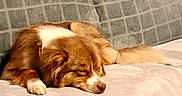 Ruby a rejoint le concours — aidez-le/la à gagner de superbes lots ! puppy, dog, sleeping, nap, brown_and_white, floppy_ears, closed_eyes, lying_down, blanket, bed, cushion, cozy, indoors, pet, animal, fur, paws, nose, relaxed, portrait