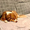 puppy, dog, sleeping, nap, brown_and_white, floppy_ears, closed_eyes, lying_down, blanket, bed, cushion, cozy, indoors, pet, animal, fur, paws, nose, relaxed, portrait
