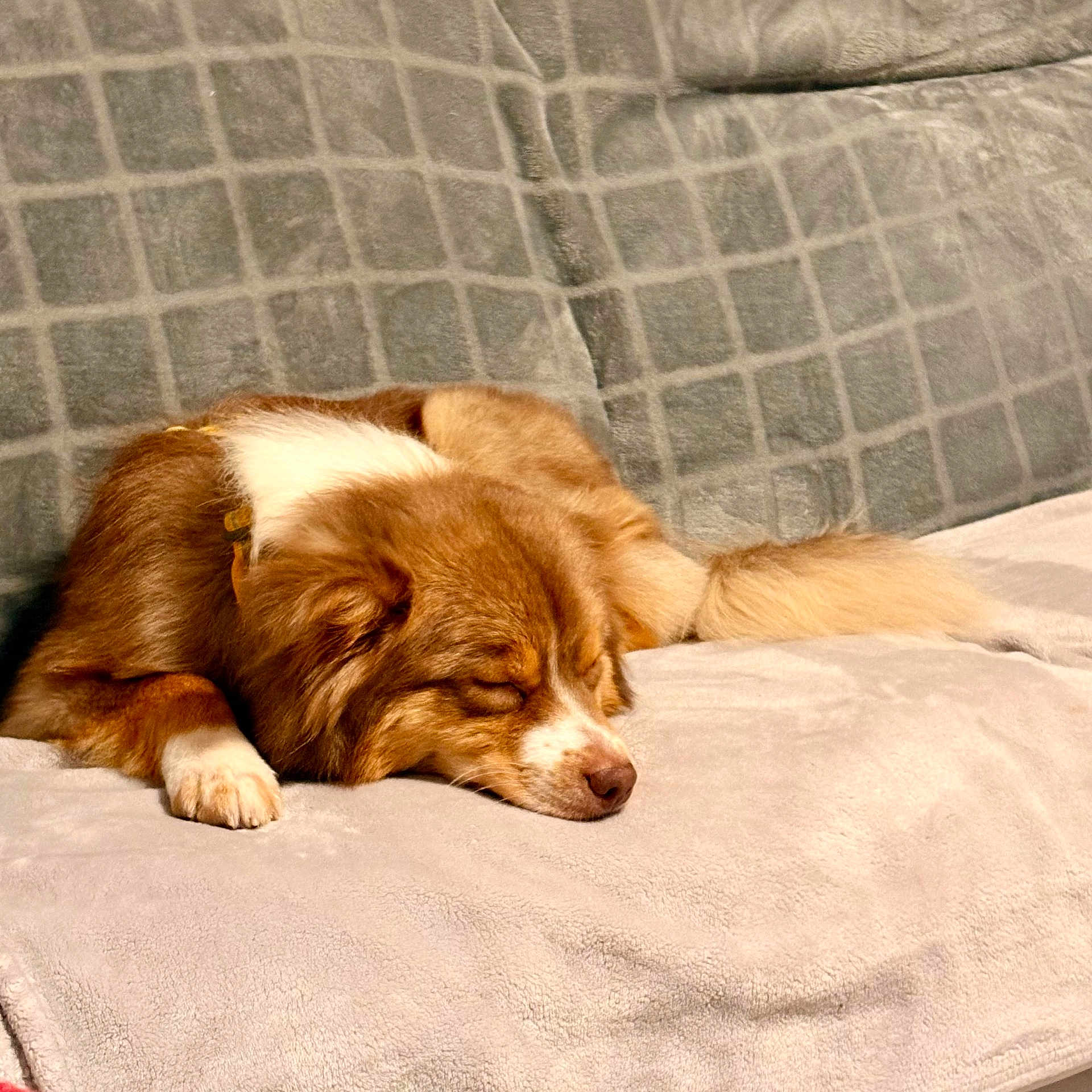 Ruby a rejoint le concours — aidez-le/la à gagner de superbes lots ! puppy, dog, sleeping, nap, brown_and_white, floppy_ears, closed_eyes, lying_down, blanket, bed, cushion, cozy, indoors, pet, animal, fur, paws, nose, relaxed, portrait
