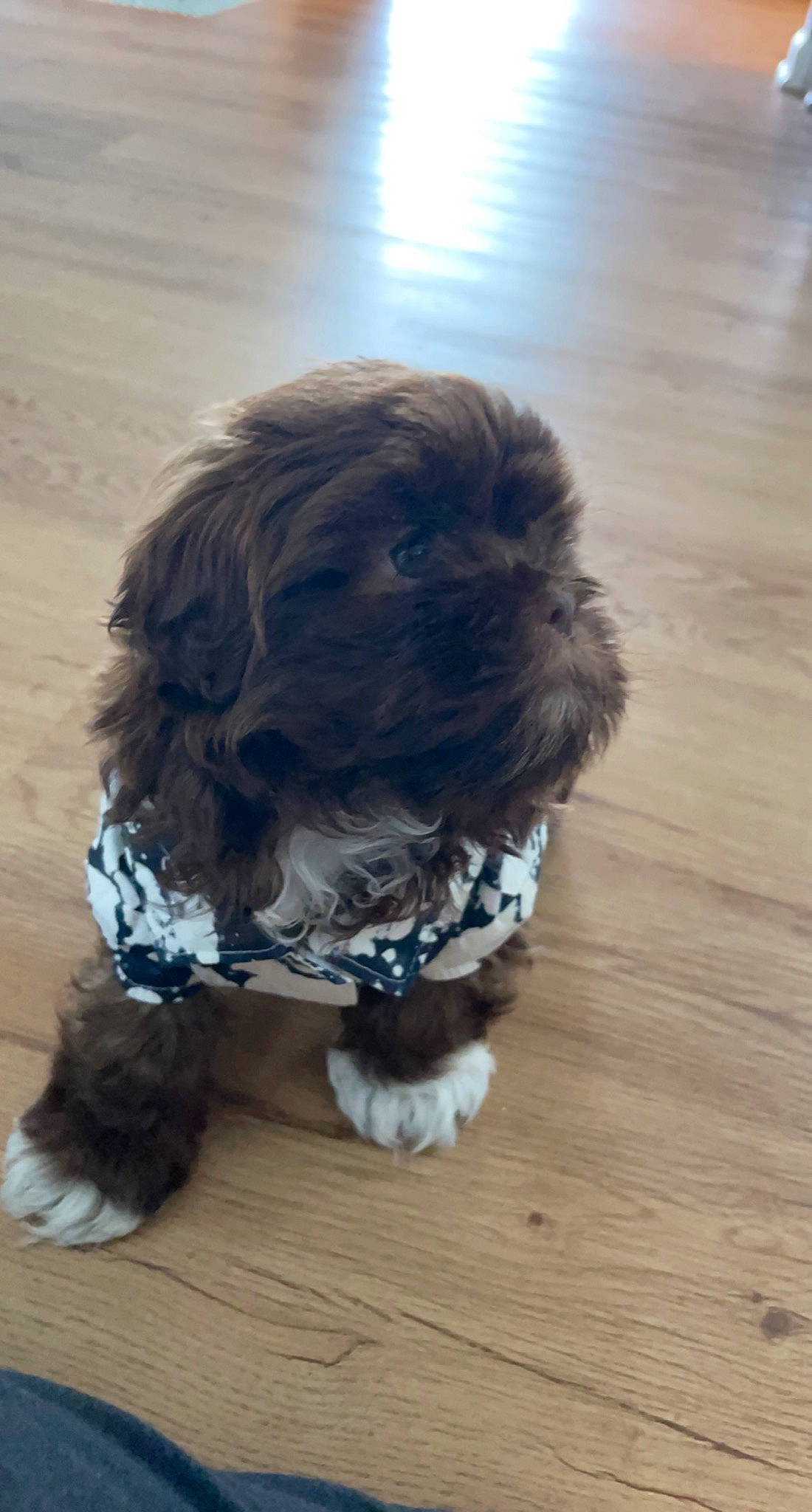 Barkley is registered to the contest to win money with this photo: canidae, carnivore, companion_dog, dog, dog_breed, dog_supply, flooring, fur, hardwood, liver, maltepoo, shih_tzu, small_terrier, snout, sporting_group, terrier, toy_dog, water_dog, wood, working_animal