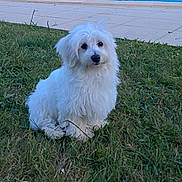 Viny a rejoint le concours — aidez-le/la à gagner de superbes lots ! dog, white_dog, grass, outdoor, pet, cute, fluffy, sitting, animal, canine, nature, greenery, pavement, fur, small_dog, companion, adorable, portrait, daylight, calm