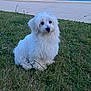 dog, white_dog, grass, outdoor, pet, cute, fluffy, sitting, animal, canine, nature, greenery, pavement, fur, small_dog, companion, adorable, portrait, daylight, calm
