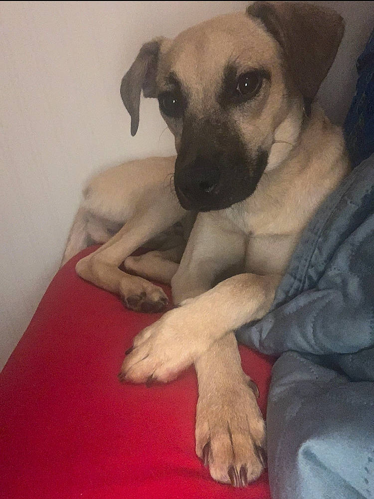 George joined the competition — help win amazing prizes! bored, canidae, carnivore, comfort, companion_dog, dog, dog_breed, fawn, flooring, fur, paw, pet_supply, puppy_love, snout, sporting_group, terrestrial_animal, toy_dog, whiskers, working_animal, wrist