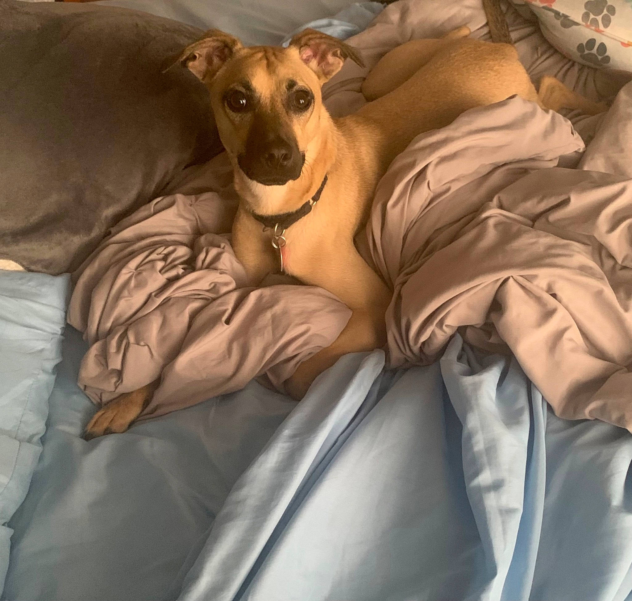 George joined the competition — help win amazing prizes! art, bed_sheet, bedding, canidae, carnivore, comfort, companion_dog, dog, dog_breed, dog_supply, fawn, linens, non_sporting_group, sighthound, snout, sporting_group, terrestrial_animal, toy_dog, whiskers, working_animal