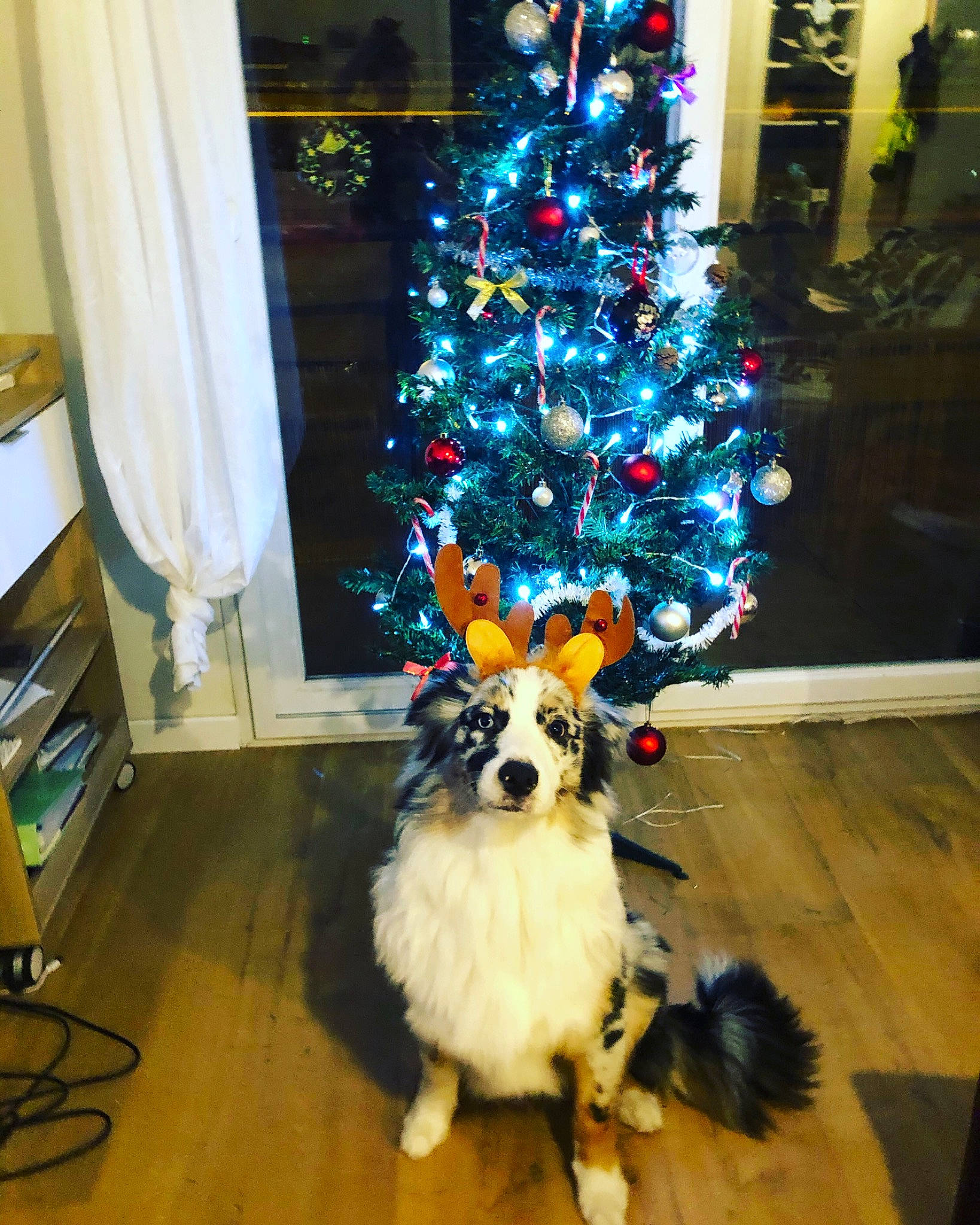 Maylo participe au concours pour gagner de l'argent avec cette photo : carnivore, christmas, christmas_decoration, christmas_eve, christmas_ornament, christmas_tree, curtain, dog, dog_breed, dog_supply, floor, flooring, hardwood, holiday, holiday_ornament, home, interior_design, laminate_flooring, wood_flooring