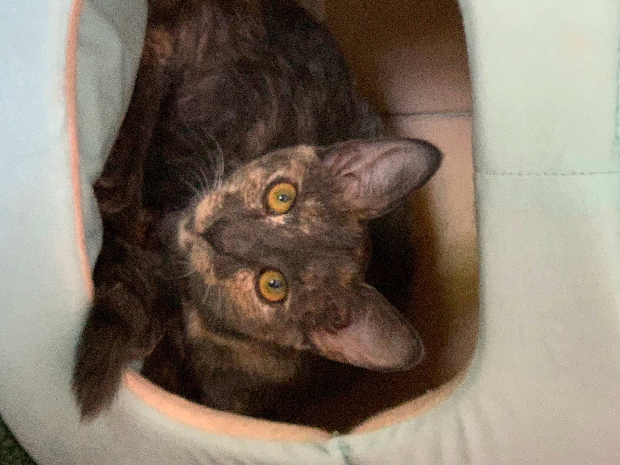 Cammie is registered to the contest to win money with this photo: black_cat, carnivore, cat, claw, comfort, domestic_short_haired_cat, ear, felidae, fur, havana_brown, small_to_medium_sized_cats, snout, terrestrial_animal, whiskers