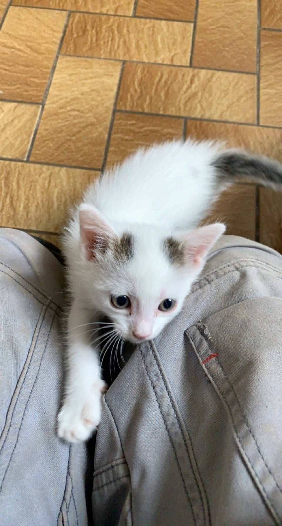 Snoupi