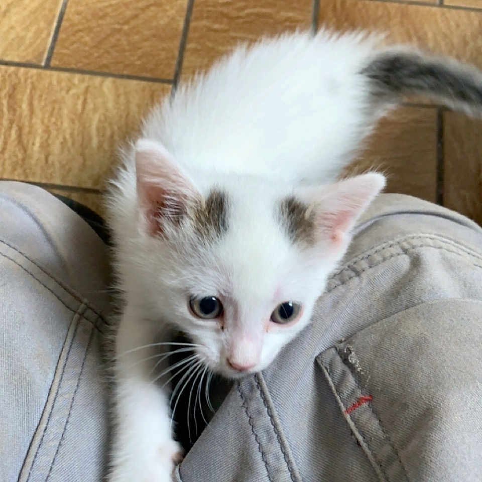 Snoupi