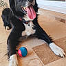 Spyk participe au concours pour gagner de l'argent avec cette photo : dog, black_and_white, tongue_out, ball, tile_floor, porch, flower_pot, red_flower, collar, pet, animal, playful, happy, outdoor, sunlight, close_up, paw, resting, cute, canine