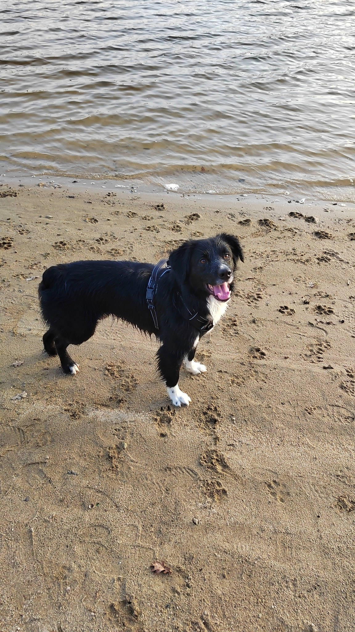 Spyk a rejoint le concours — aidez-le/la à gagner de superbes lots ! beach, body_of_water, canidae, carnivore, collar, companion_dog, dog, dog_breed, dog_collar, herding_dog, lake, ocean, sand, soil, sporting_group, tail, water, wind_wave, working_animal, working_dog