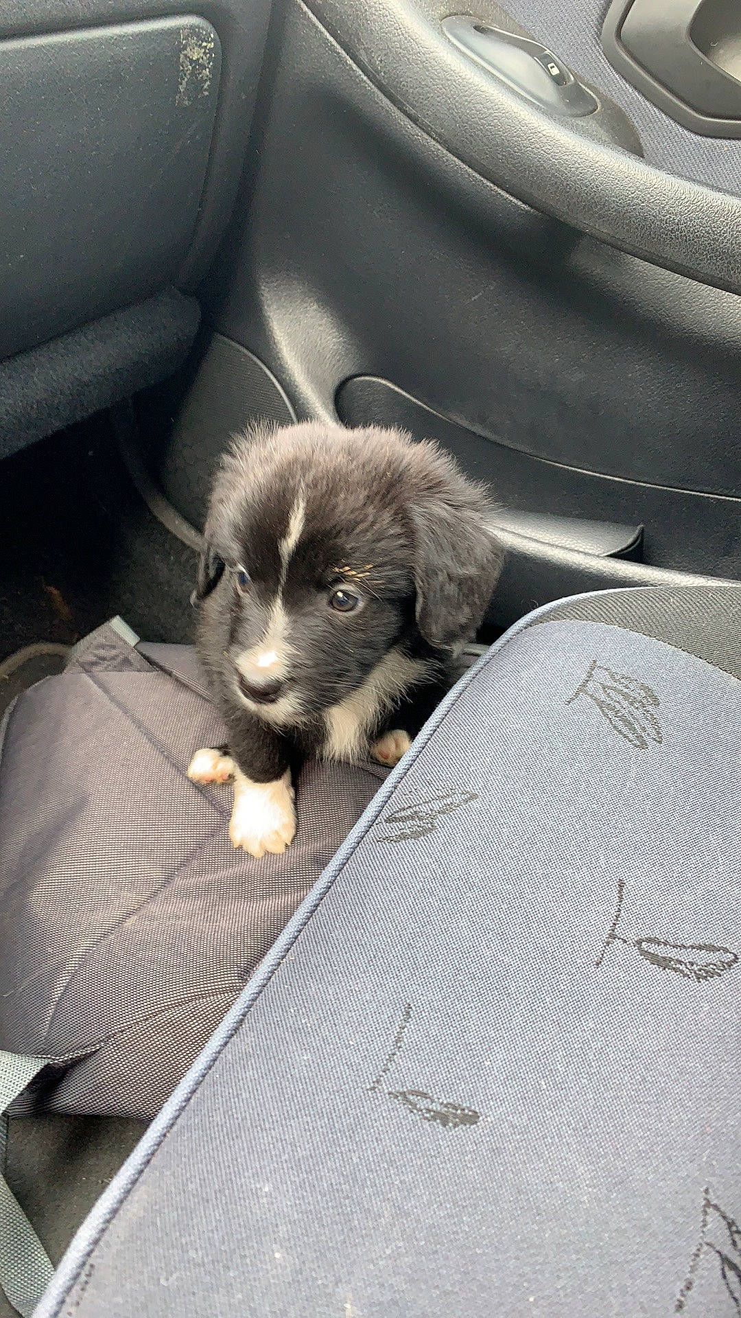 Spyk a rejoint le concours — aidez-le/la à gagner de superbes lots ! auto_part, canidae, car_seat, carnivore, claw, comfort, companion_dog, dog, dog_breed, family_car, felidae, fur, grey, paw, personal_luxury_car, snout, sporting_group, tints_and_shades, vehicle_door, whiskers