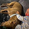 dog, baby, infant, couch, sofa, sleeping, lying_down, brown_dog, short_hair, pet, human, baby_clothing, pajamas, cuddling, indoors, living_room, blanket, furniture, relaxation, family