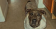 Gunnar is registered to the contest to win money with this photo: dog, pet, portrait, hallway, indoors, tile_floor, blanket, clothing, brown_dog, standing, looking_at_camera, wide_eyes, floppy_ears, front_view, home, door, dining_area, furniture, text_overlay, wholesome