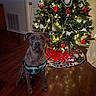 Gunnar is registered to the contest to win money with this photo: dog, pet, christmas_tree, christmas, ornaments, lights, holiday, festive, plaid_harness, sitting, indoors, wooden_floor, home, decoration, red_ornaments, white_ornaments, garland, portrait, front_facing, serious_expression