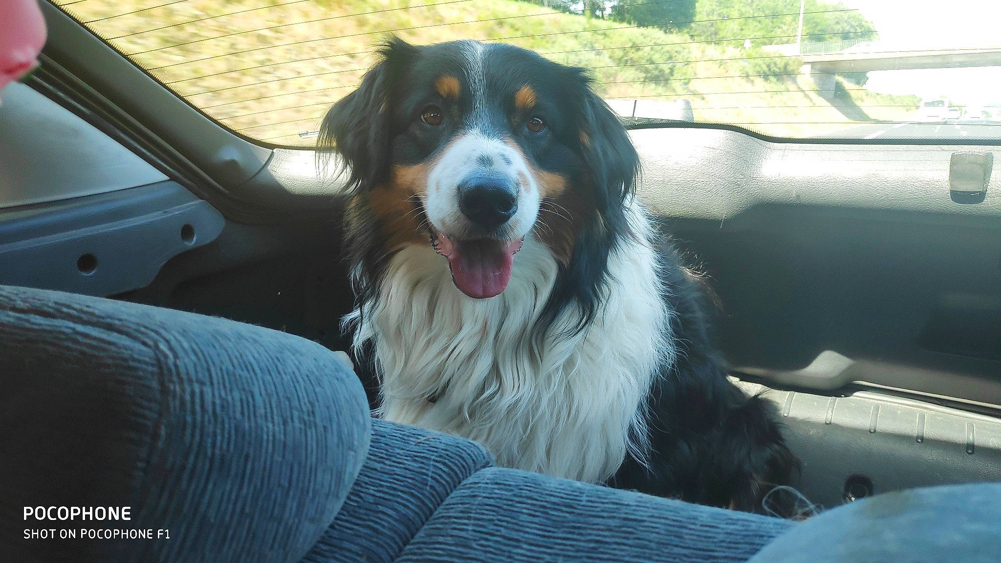 Lois participe au concours pour gagner de l'argent avec cette photo : bernese_mountain_dog, bucovina_shepherd_dog, canidae, carnivore, companion_dog, dog, dog_breed, english_shepherd, giant_dog_breed, karakachan_dog, mammal, moscow_watchdog, pyrenean_mastiff, snout, sporting_group, tornjak, vertebrate, working_dog