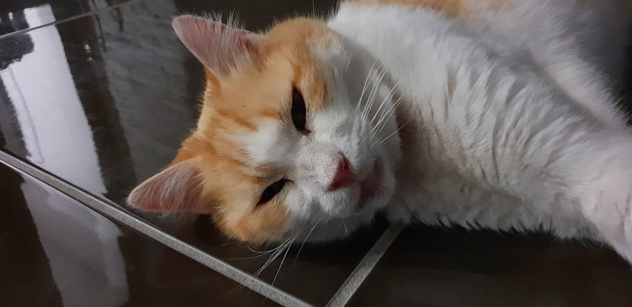 Houbi a rejoint le concours — aidez-le/la à gagner de superbes lots ! carnivore, cat, collar, domestic_short_haired_cat, felidae, fur, pet_supply, small_to_medium_sized_cats, snout, vertebrate, whiskers