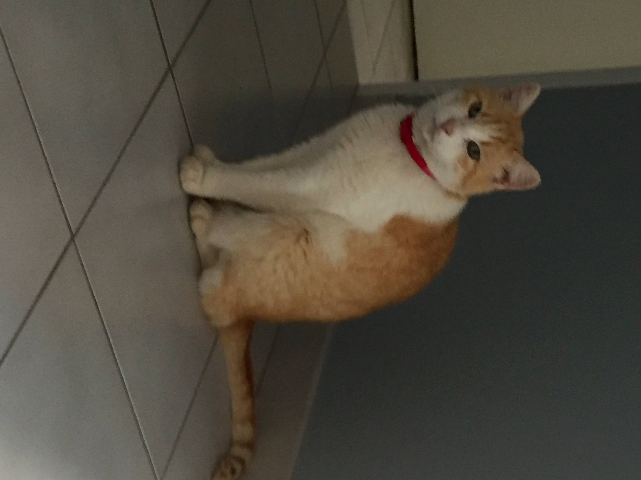 Houbi participe au concours pour gagner de l'argent avec cette photo : beige, canidae, carnivore, collar, companion_dog, dog, dog_breed, dog_supply, fawn, floor, foot, fur, jaw, snout, sporting_group, tail, terrestrial_animal, tile, vertebrate, working_animal