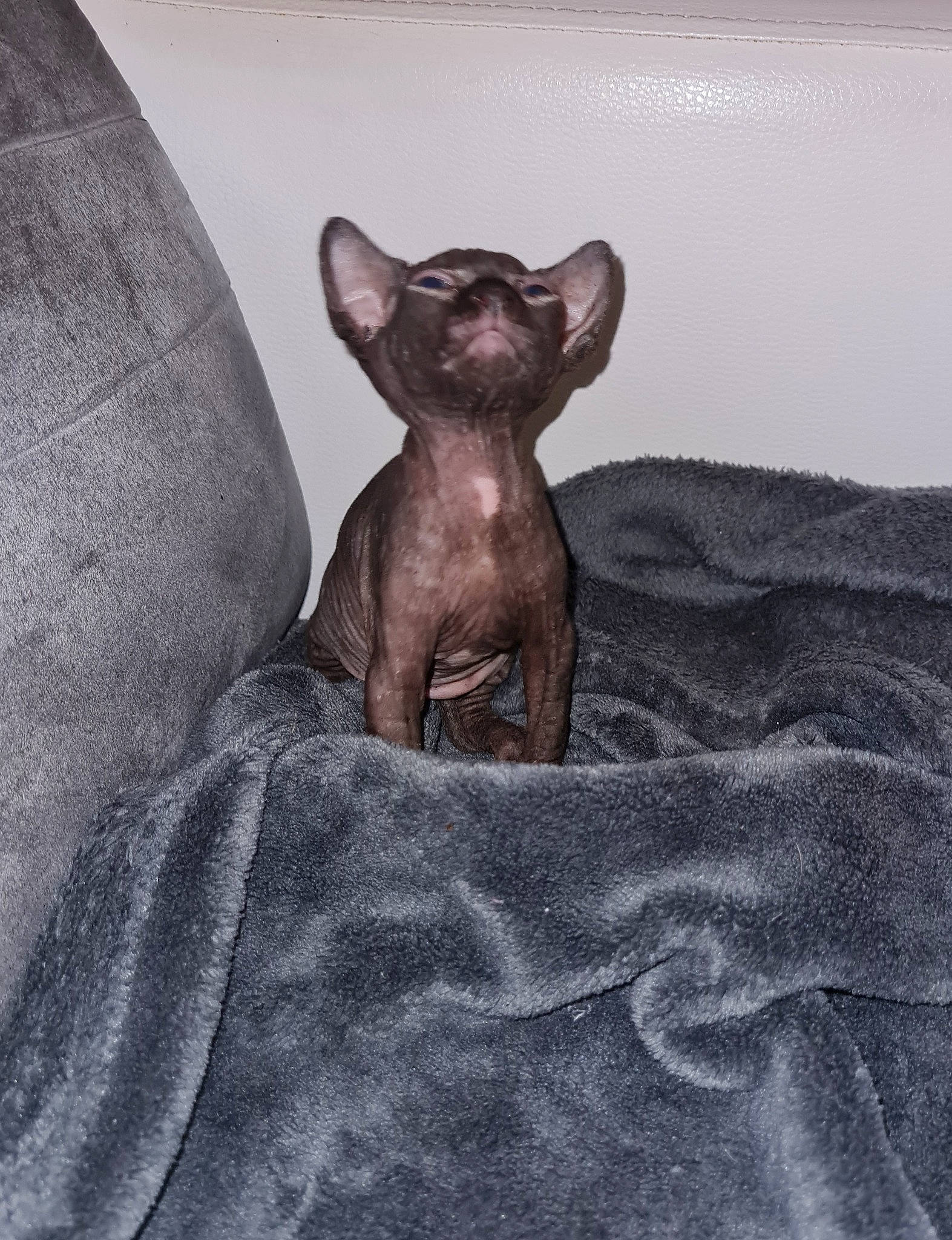 Ráfaga a rejoint le concours — aidez-le/la à gagner de superbes lots ! carnivore, cat, cornish_rex, donskoy, felidae, figurine, grey, liver, small_to_medium_sized_cats, snout, sphynx, terrestrial_animal, whiskers