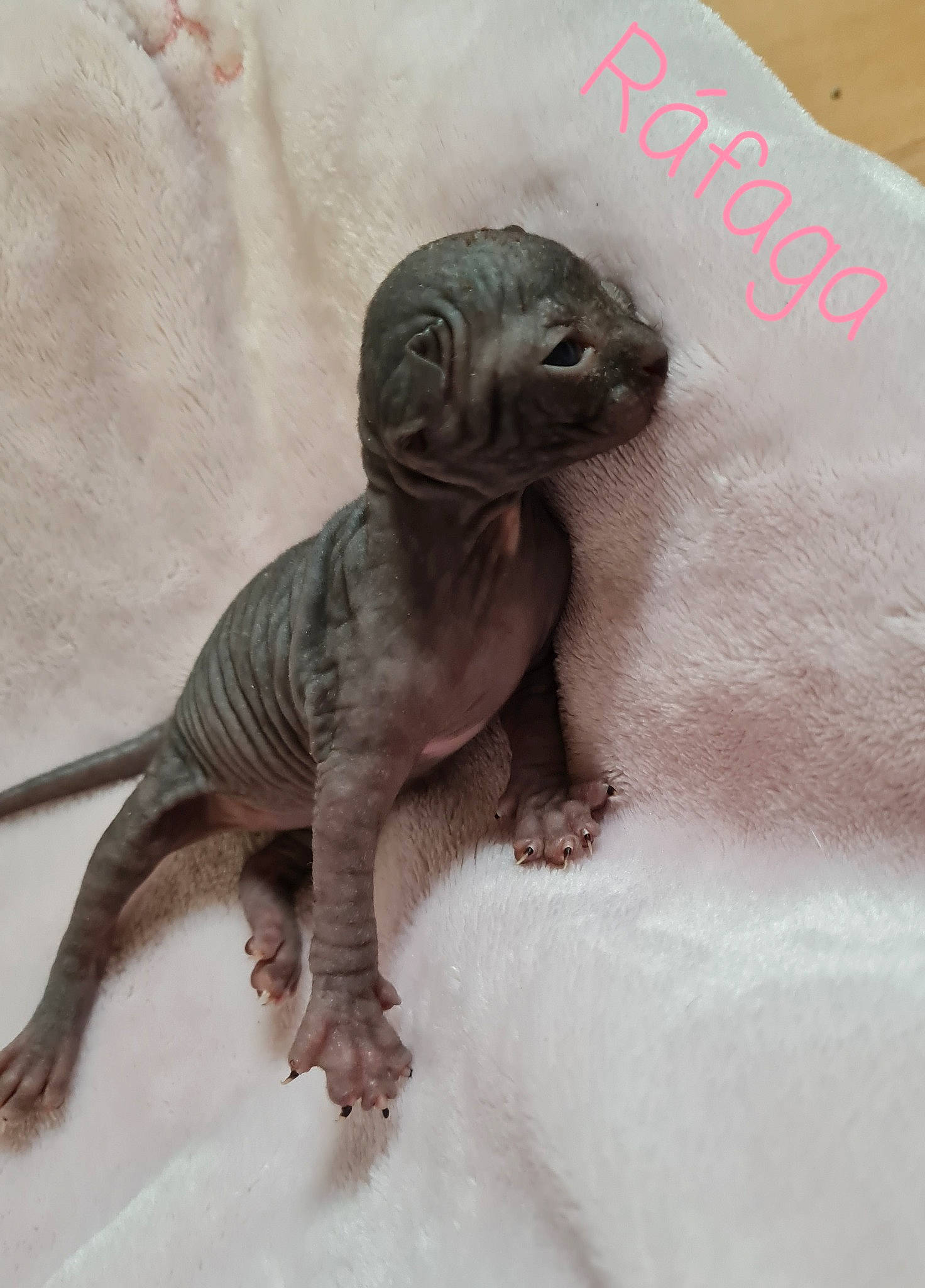 Ráfaga participe au concours pour gagner de l'argent avec cette photo : adaptation, animal_figure, beige, claw, dinosaur, dragon_lizard, fawn, figurine, foot, lizard, reptile, scaled_reptile, sculpture, skin, snout, tail, terrestrial_animal