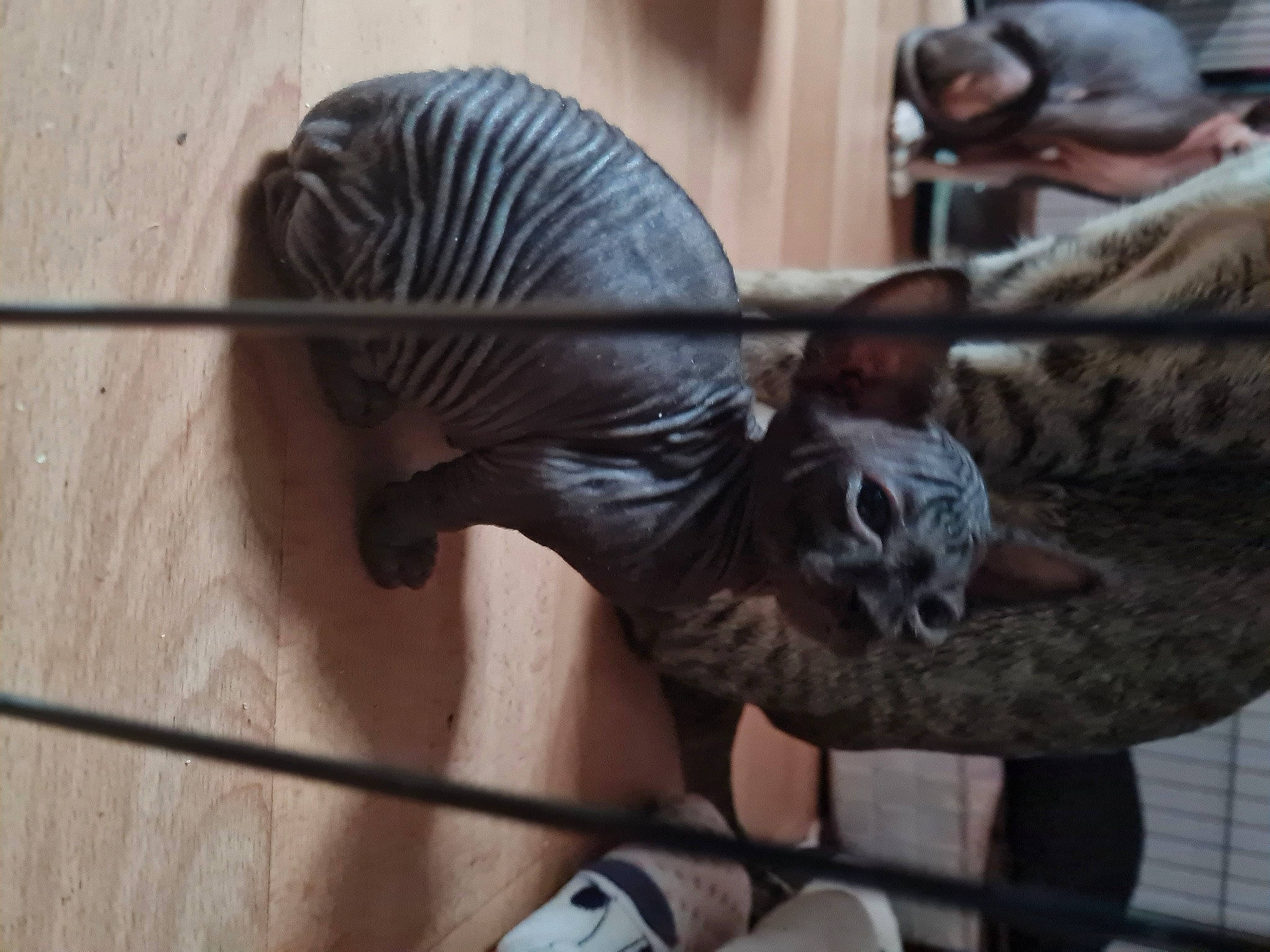 Ráfaga participe au concours pour gagner de l'argent avec cette photo : dinosaur, donskoy, flesh, foot, fur, natural_material, peterbald, sculpture, shadow, slipper, snout, sock, statue, temple, vertebrate