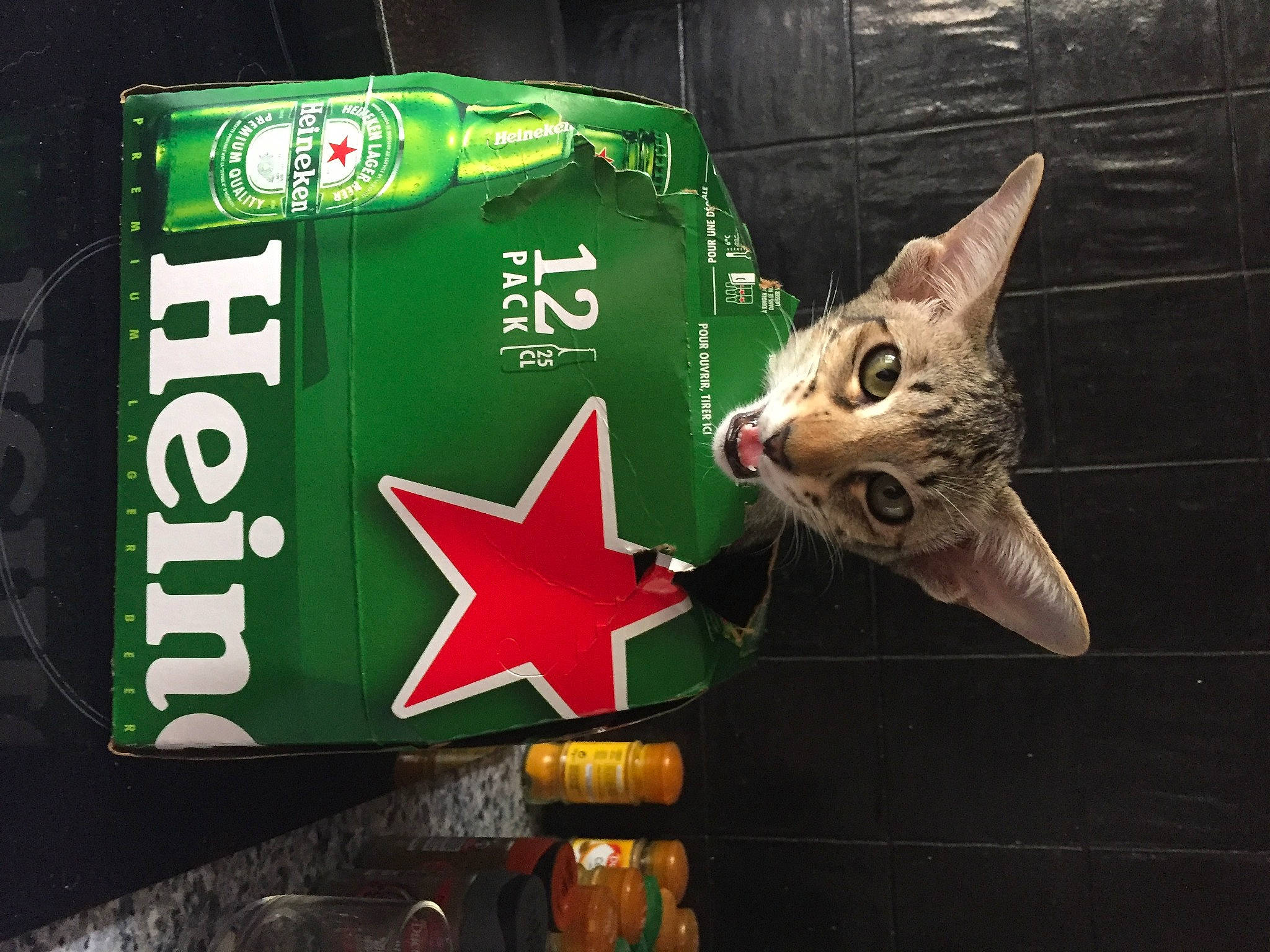 Romyshka participe au concours pour gagner de l'argent avec cette photo : carnivore, cat, domestic_short_haired_cat, felidae, packaging_and_labeling, small_to_medium_sized_cats, snout, symbol, tabby_cat, whiskers