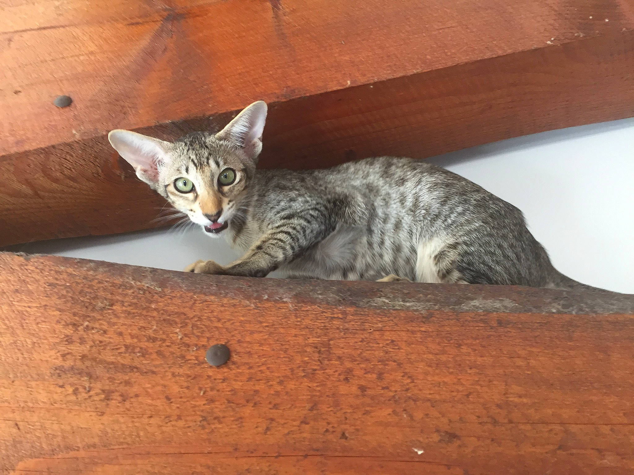 Romyshka participe au concours pour gagner de l'argent avec cette photo : carnivore, cat, domestic_short_haired_cat, felidae, fur, grey, plywood, small_to_medium_sized_cats, snout, tail, terrestrial_animal, vertebrate, whiskers, wood, wood_stain