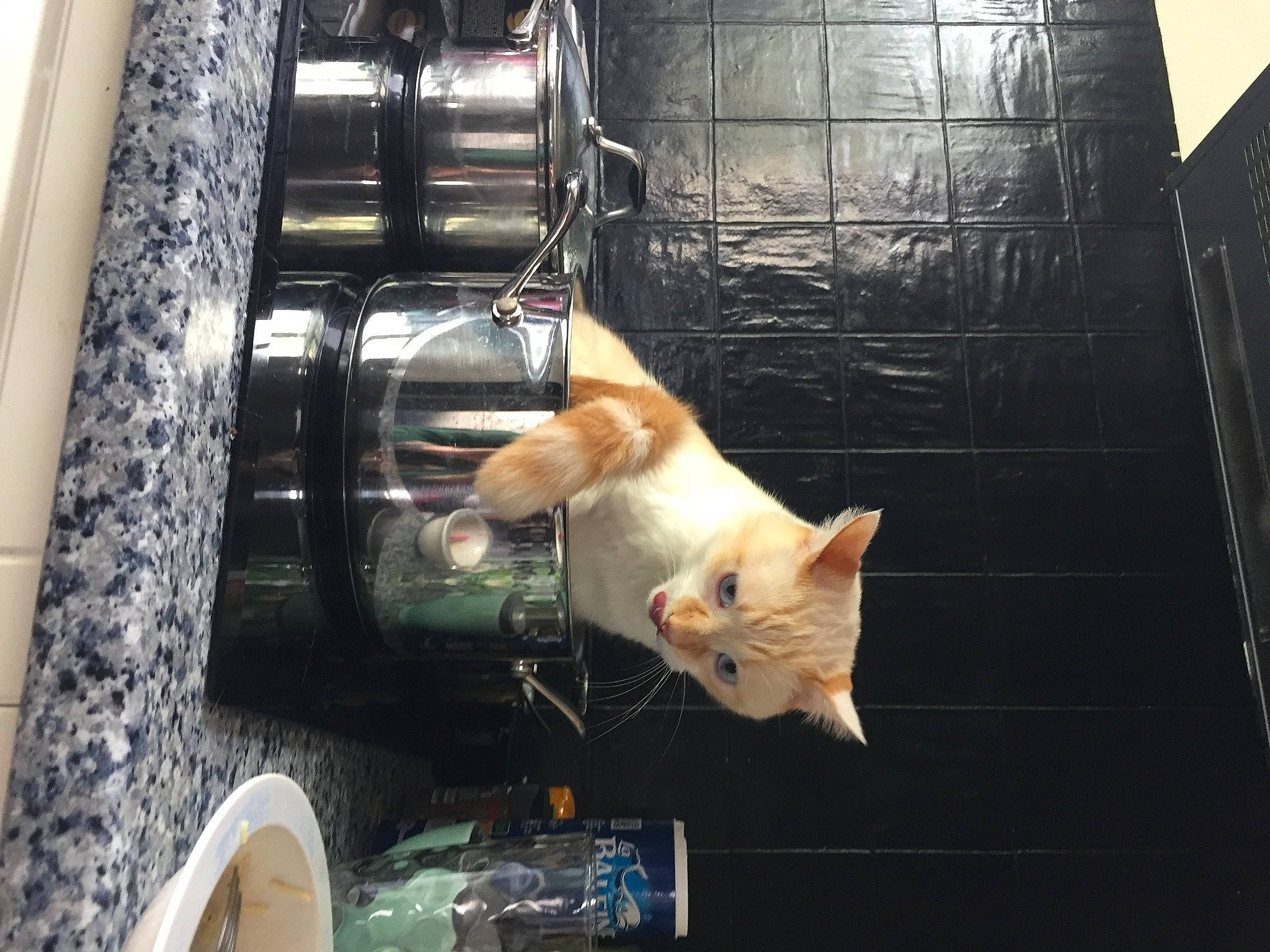 Jean Claude a rejoint le concours — aidez-le/la à gagner de superbes lots ! aluminium, animal_shelter, cage, carnivore, cat, domestic_short_haired_cat, escalator, felidae, fur, pet_supply, small_to_medium_sized_cats, snout, stairs, steel, tail, vertebrate, whiskers