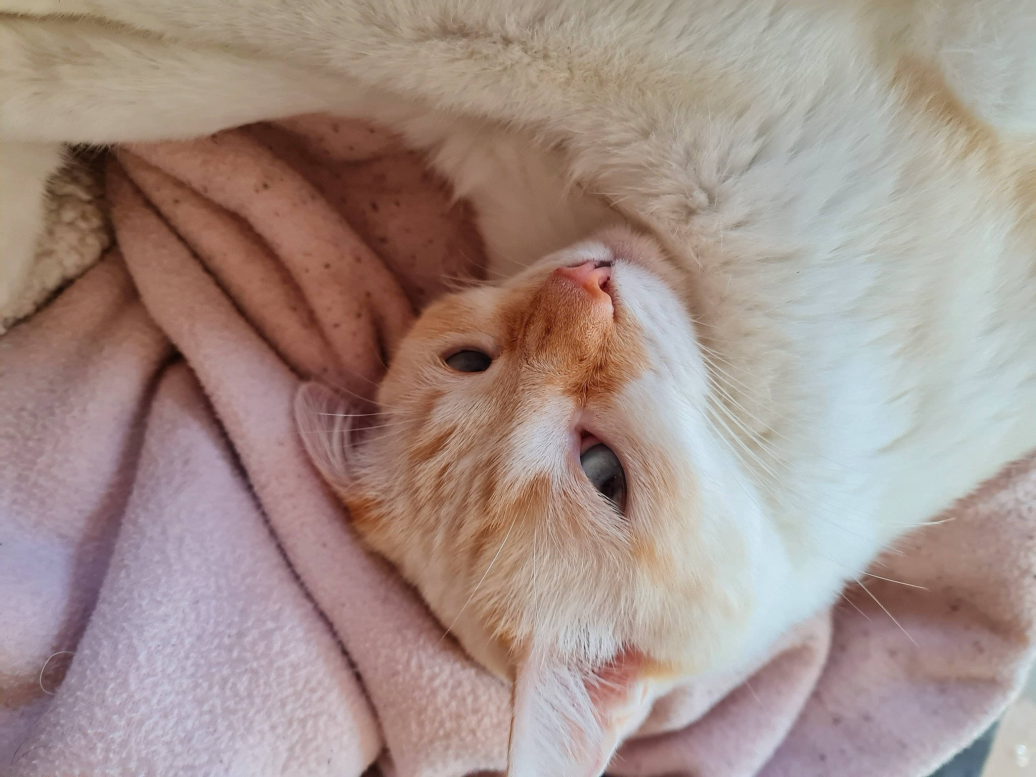 Jean Claude participe au concours pour gagner de l'argent avec cette photo : beige, blanket, carnivore, cat, close_up, comfort, domestic_short_haired_cat, fawn, felidae, fur, linens, peach, skin, small_to_medium_sized_cats, snout, towel, vertebrate, whiskers