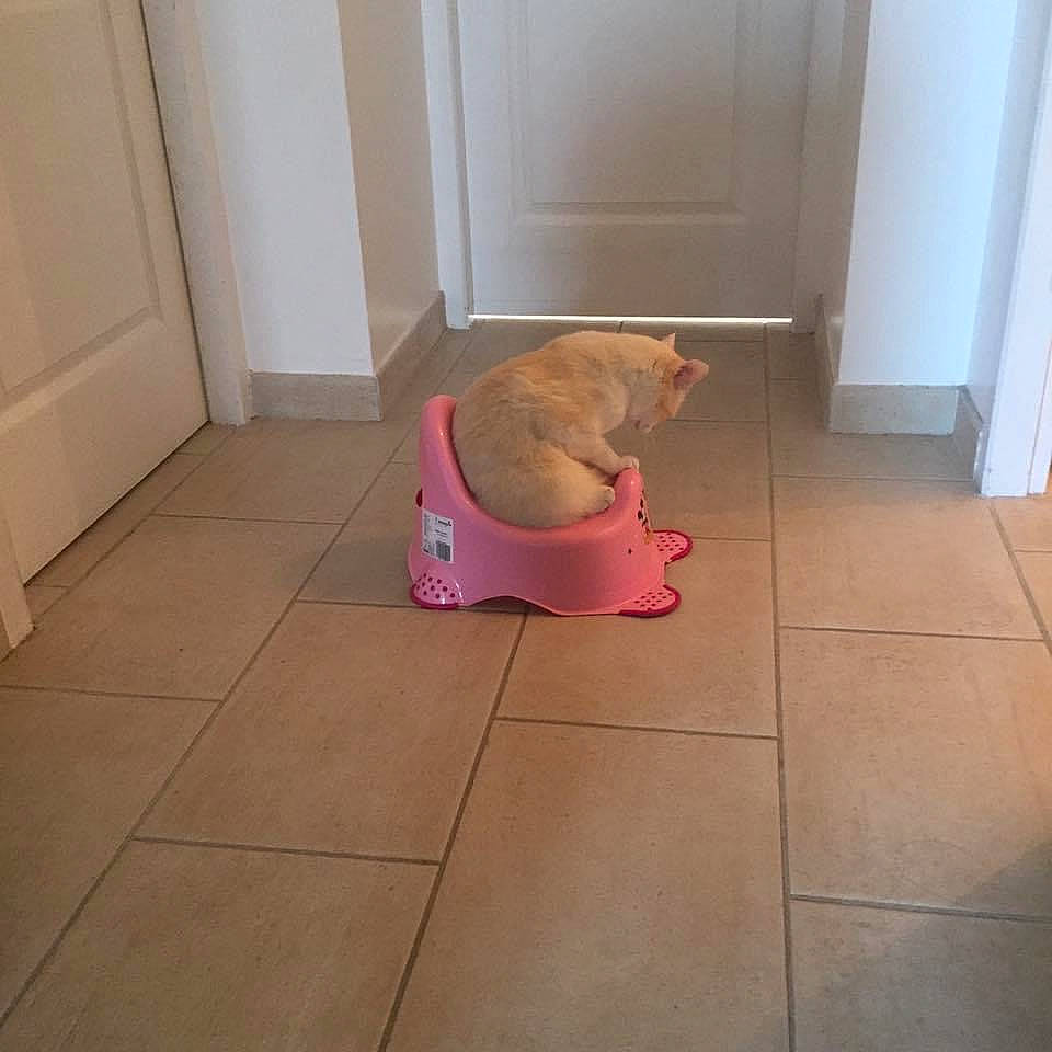 Jean Claude participe au concours pour gagner de l'argent avec cette photo : canidae, carnivore, cat, collar, companion_dog, dog, dog_breed, fawn, felidae, floor, flooring, laminate_flooring, liver, non_sporting_group, pet_supply, small_to_medium_sized_cats, sporting_group, tail, tile, tile_flooring