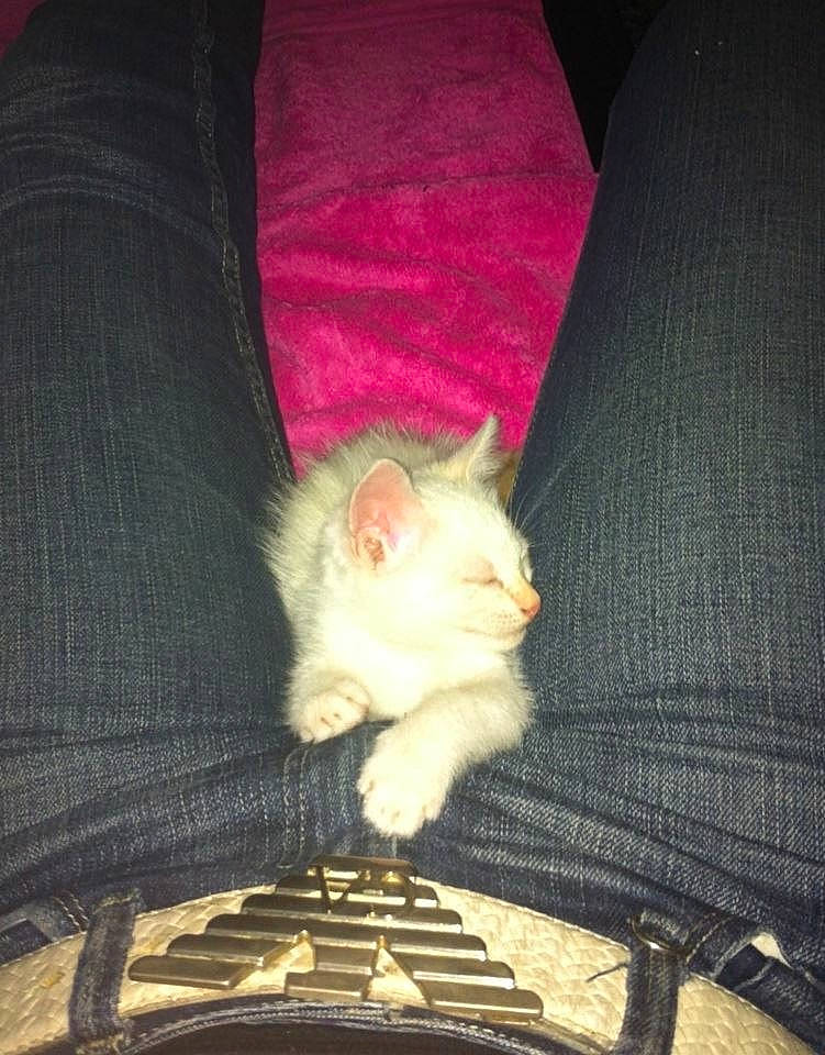 Jean Claude participe au concours pour gagner de l'argent avec cette photo : carnivore, cat, cat_supply, domestic_short_haired_cat, felidae, fur, kitten, pet_supply, small_to_medium_sized_cats, sweater, vertebrate, whiskers, wool, woolen, woven_fabric