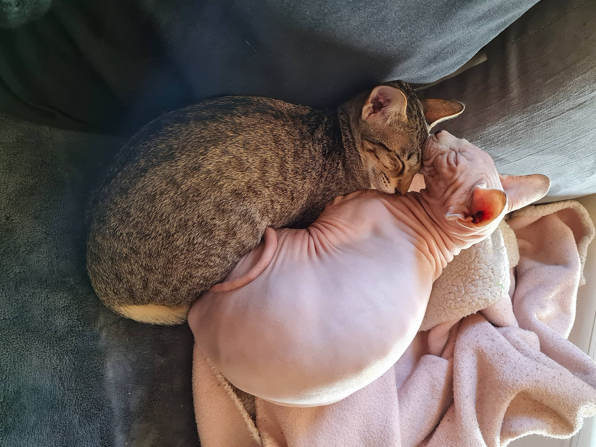 Perle a rejoint le concours — aidez-le/la à gagner de superbes lots ! carnivore, cat, cat_supply, comfort, domestic_short_haired_cat, fawn, felidae, fur, nap, organism, paw, peach, skin, sleep, small_to_medium_sized_cats, snout, vertebrate, whiskers