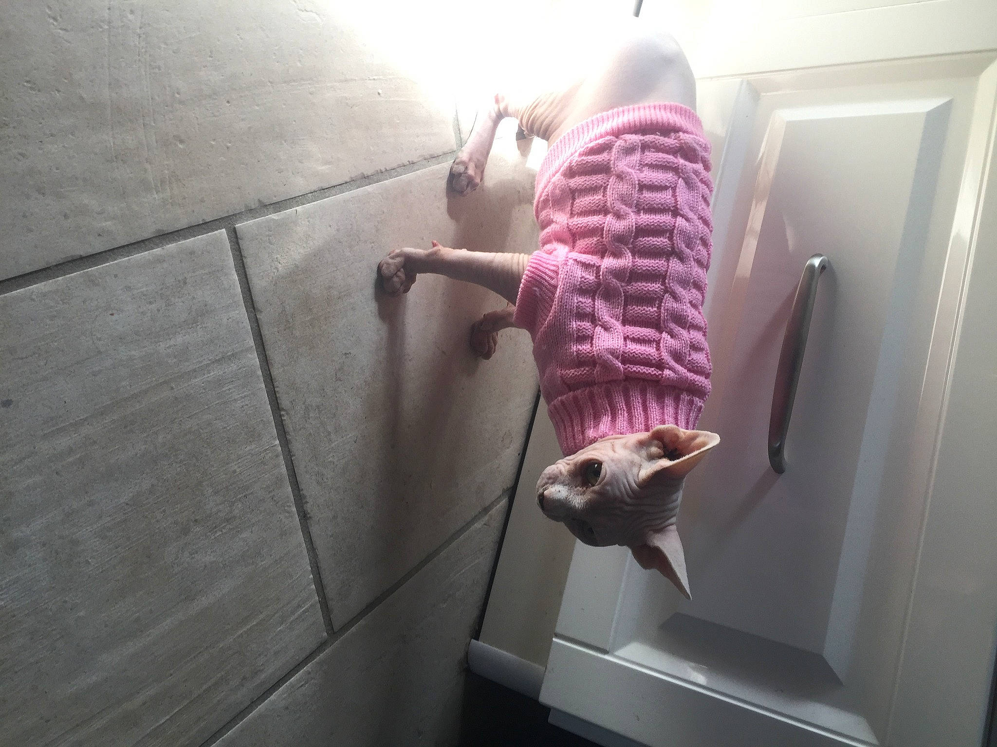 Perle a rejoint le concours — aidez-le/la à gagner de superbes lots ! carnivore, cat, felidae, floor, fur, magenta, pet_supply, pink, purple, small_to_medium_sized_cats, snout, whiskers