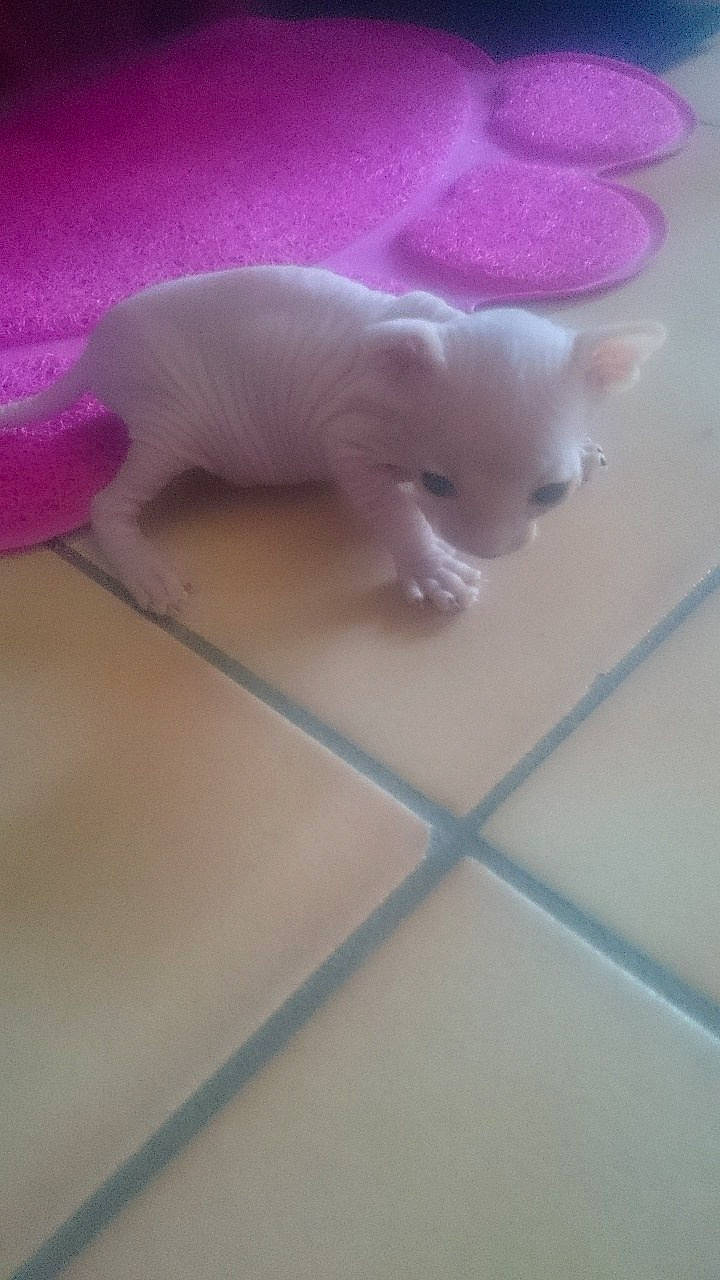 Perle participe au concours pour gagner de l'argent avec cette photo : domestic_pig, fawn, felidae, kitten, livestock, pink, skin, snout, suidae, tile_flooring, toy, vertebrate