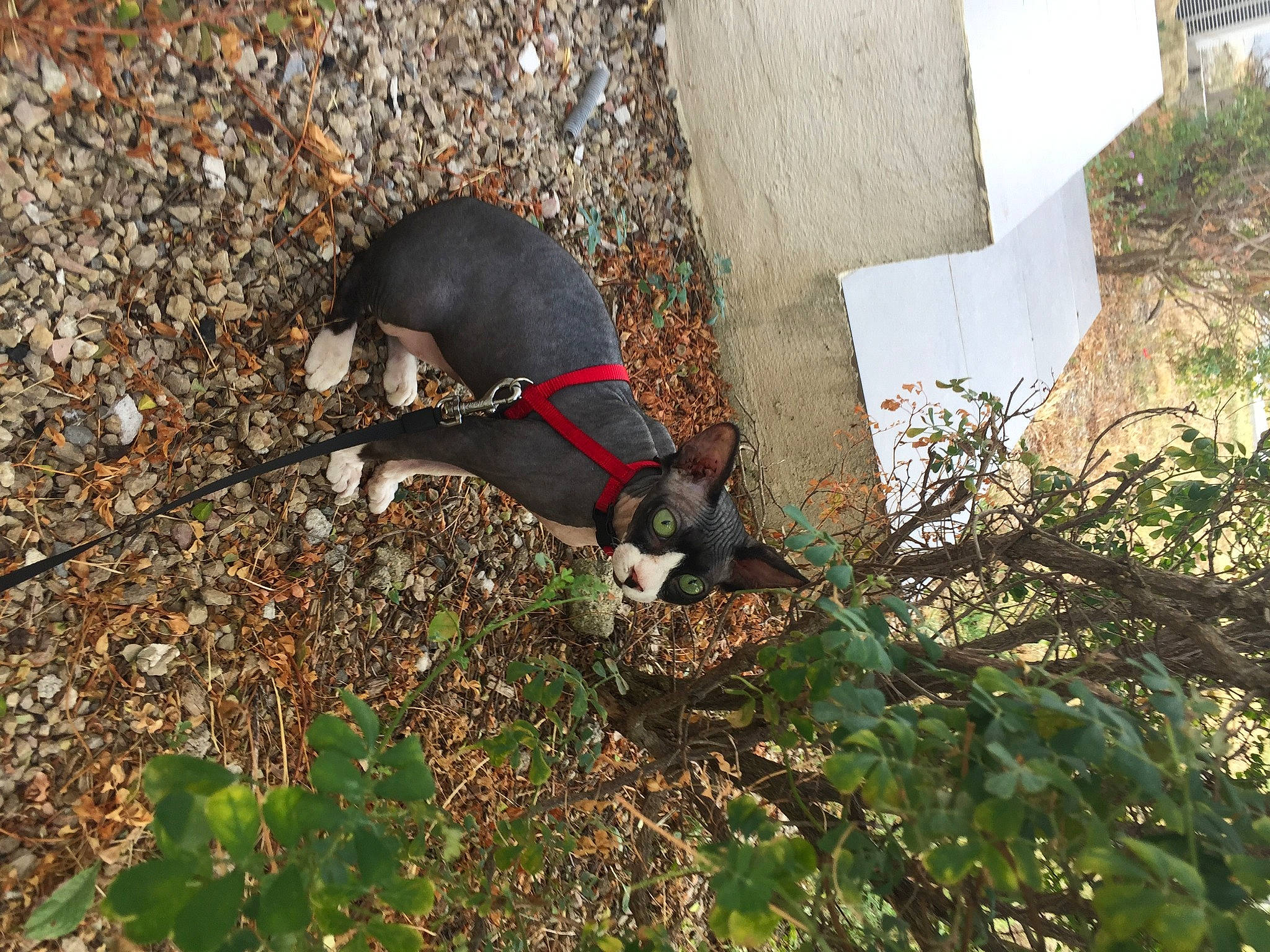 Piñata a rejoint le concours — aidez-le/la à gagner de superbes lots ! borador, canidae, carnivore, collar, companion_dog, dog, dog_breed, dog_collar, dog_supply, leash, liver, pet_supply, snout, sporting_group, tail, twig, working_animal, working_dog