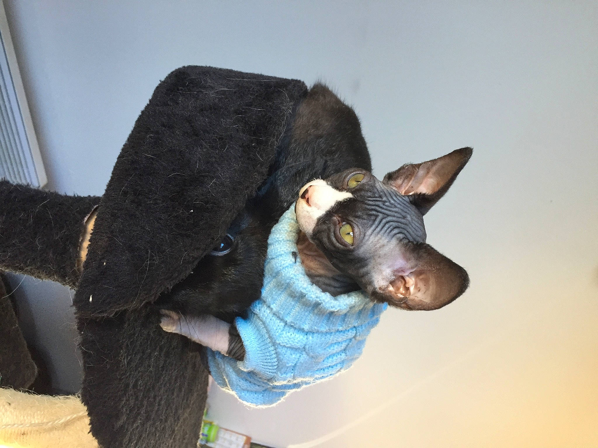 Piñata a rejoint le concours — aidez-le/la à gagner de superbes lots ! dog_breed, donskoy, fur, peterbald, snout, suidae, working_animal