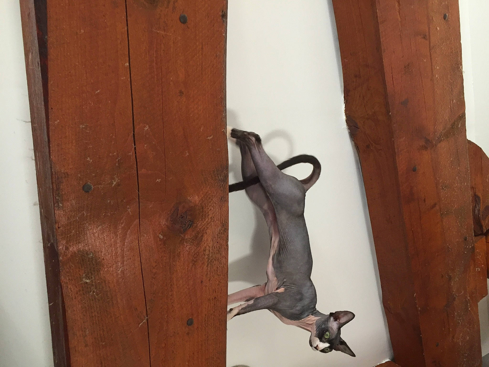 Piñata participe au concours pour gagner de l'argent avec cette photo : brown, door_handle, fixture, handle, hardwood, pattern, plywood, tail, tan, varnish, wall, wood, wood_stain