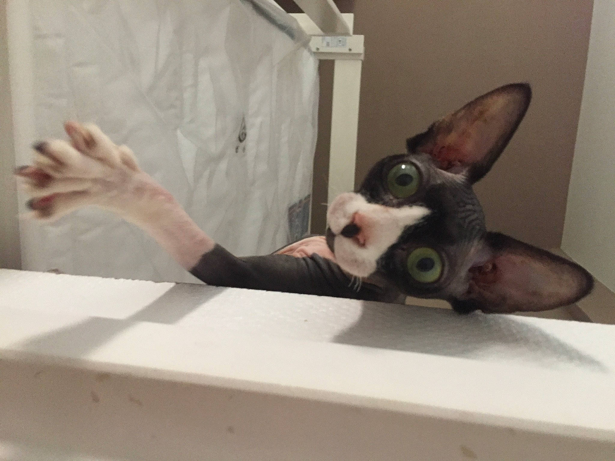 Piñata a rejoint le concours — aidez-le/la à gagner de superbes lots ! carnivore, cat, cornish_rex, devon_rex, domestic_short_haired_cat, facial_expression, felidae, grey, iris, skin, small_to_medium_sized_cats, snout, sphynx, vertebrate, whiskers