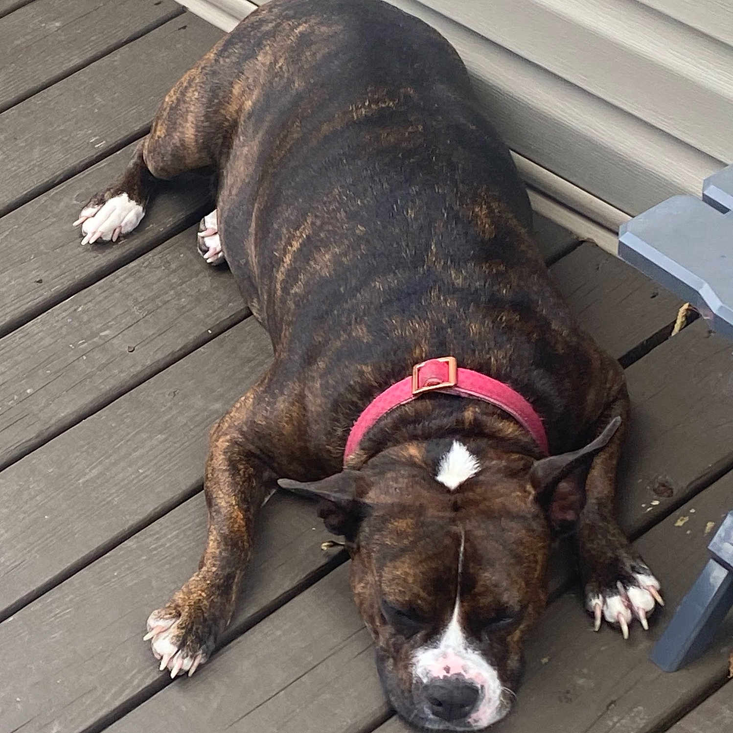 Lena joined the competition — help win amazing prizes! animal, brindle, brown, canine, collar, dog, domestic_animal, ears, fur, outdoor, paw, pet, quiet, red_collar, relaxed, resting, sleeping, snout, white_markings, wooden_deck