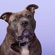 Pepper joined the competition — help win amazing prizes! dog, brindle, pet, collar, portrait, studio, animal, canine, ears, expression, brown, white_chest, looking_up, closeup, background, indoor, mammal, cute, friendly, fur