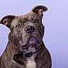 dog, brindle, pet, collar, portrait, studio, animal, canine, ears, expression, brown, white_chest, looking_up, closeup, background, indoor, mammal, cute, friendly, fur