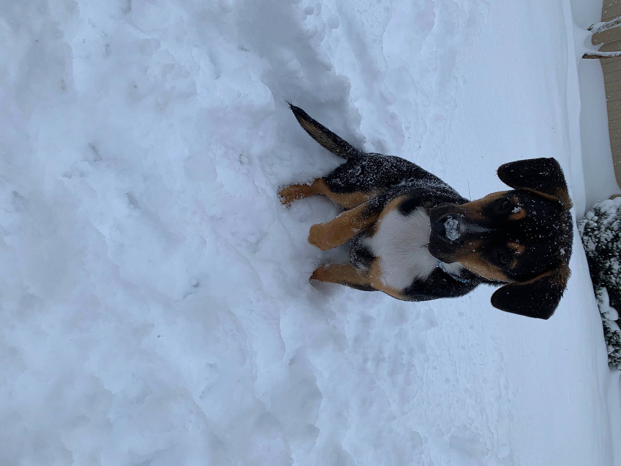 Sparky is registered to the contest to win money with this photo: beak, bird, canidae, dog_breed, event, falconiformes, feather, freezing, fur, plant, playing_in_the_snow, precipitation, slope, snout, snow, sporting_group, tail, water_bird, wildlife, winter